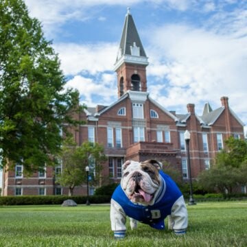 Bulldog Days of Summer